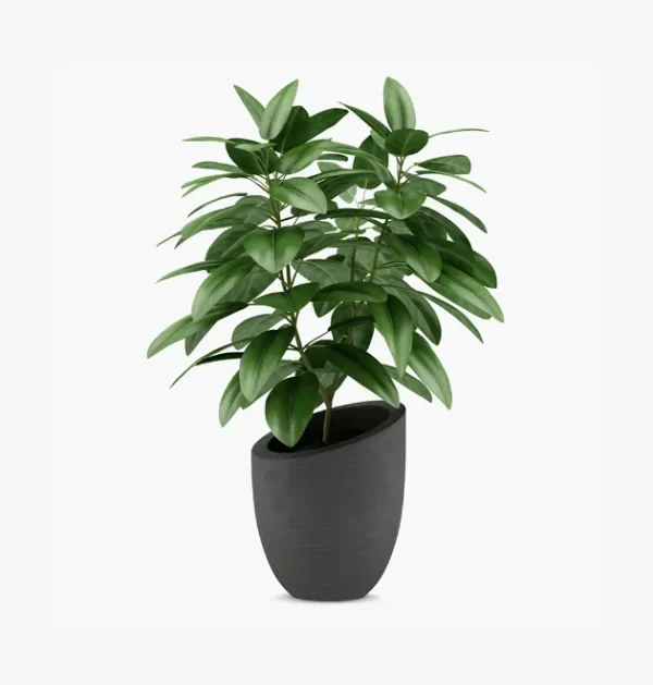 product-image-1_optimized Minim Veniam
